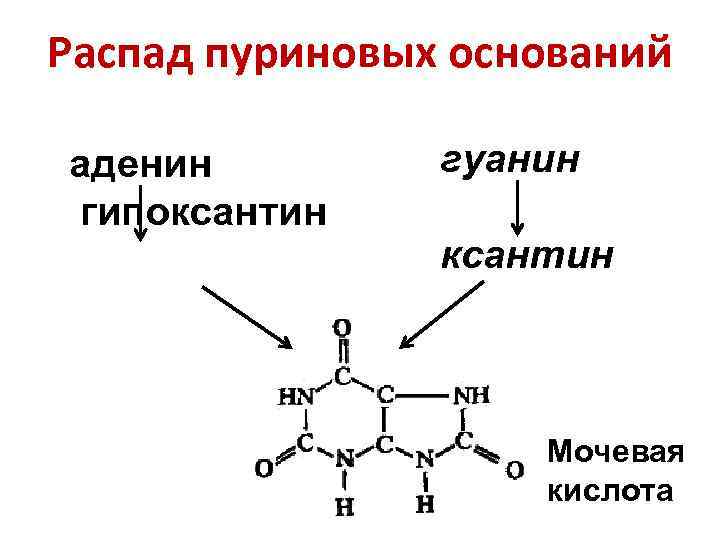 Распад пуриновых оснований аденин гипоксантин гуанин ксантин Мочевая кислота 