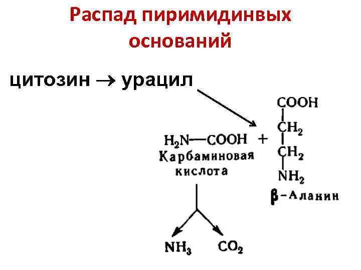 Распад пиримидинвых оснований цитозин урацил 