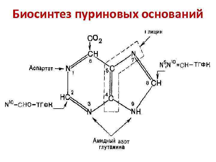 Биосинтез пуриновых оснований 