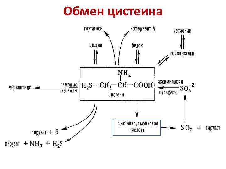 Обмен цистеина - 