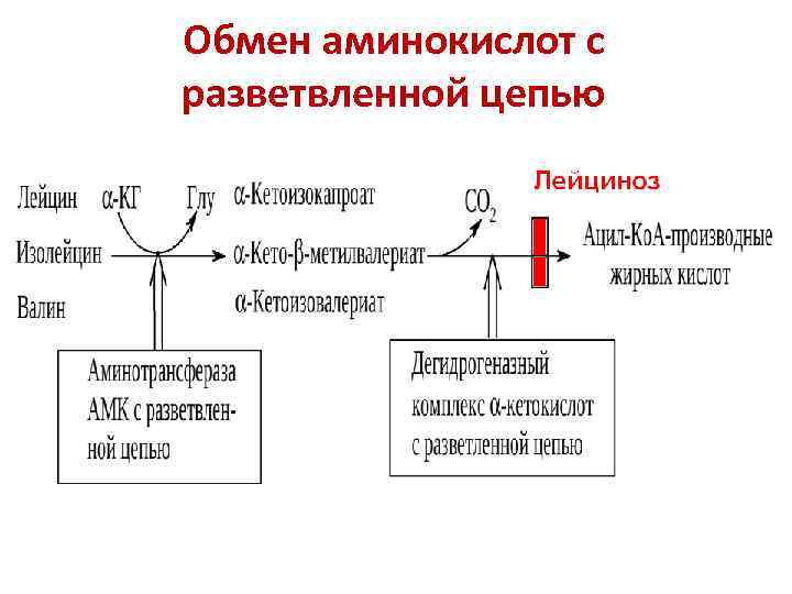 Обмен аминокислот с разветвленной цепью 