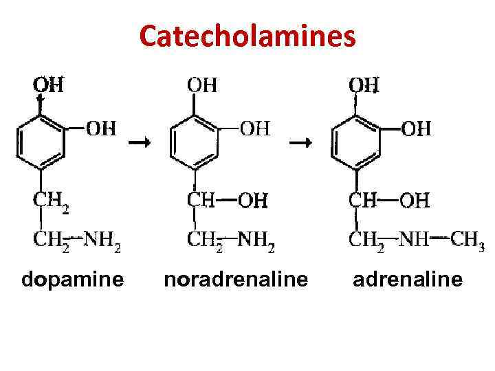 Catecholamines dopamine noradrenaline 