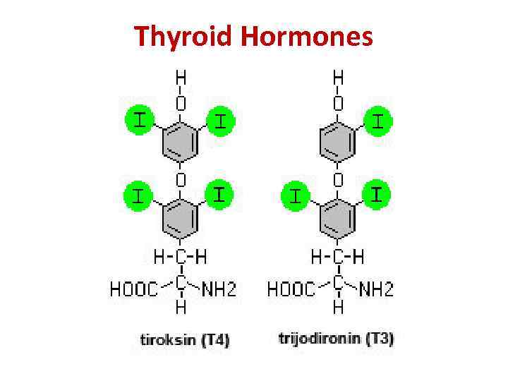 Thyroid Hormones 