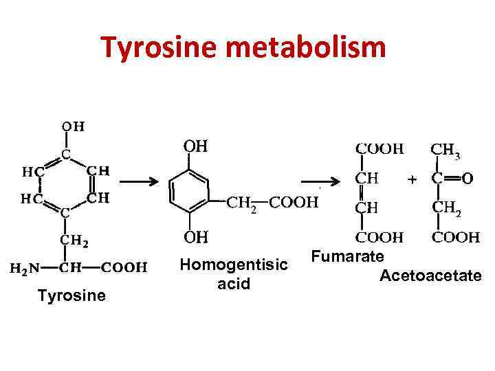 Tyrosine metabolism Tyrosine Homogentisic acid Fumarate Acetoacetate 