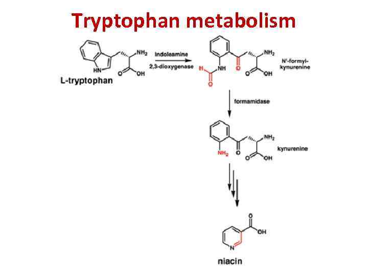 Tryptophan metabolism 