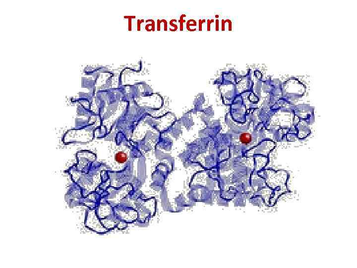 Transferrin 