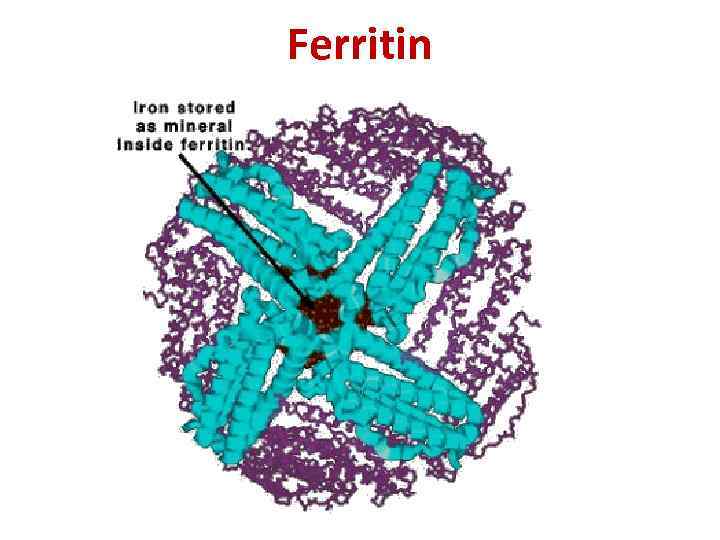 Ferritin 