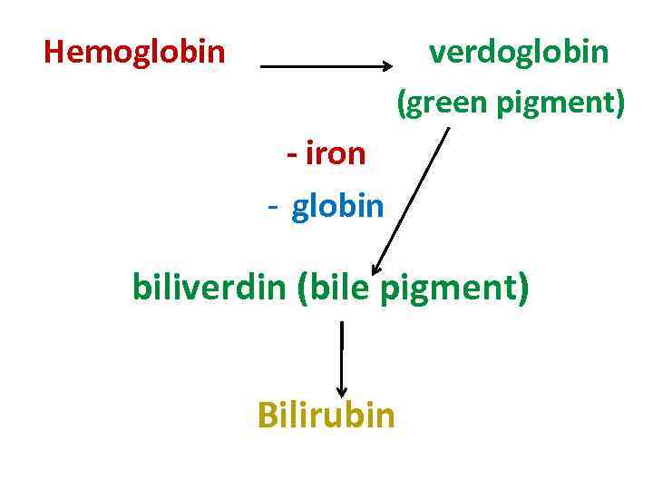 Hemoglobin verdoglobin (green pigment) - iron - globin biliverdin (bile pigment) Bilirubin 