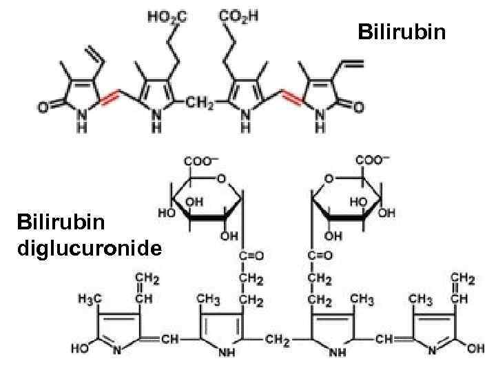 Bilirubin diglucuronide 