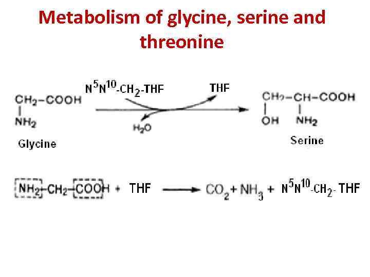 Metabolism of glycine, serine and threonine 