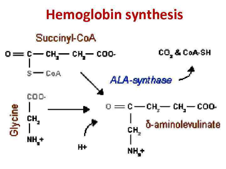  Hemoglobin synthesis 