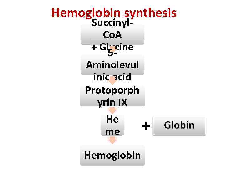  Hemoglobin synthesis Succinyl. Co. A + Glycine 5 Aminolevul inic acid Protoporph yrin