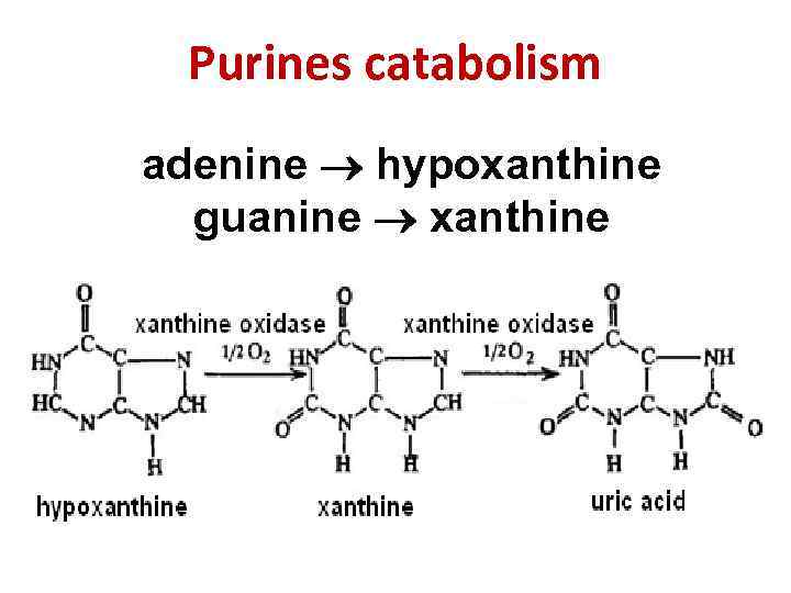 Purines catabolism adenine hypoxanthine guanine xanthine 