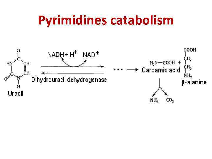 Pyrimidines catabolism 