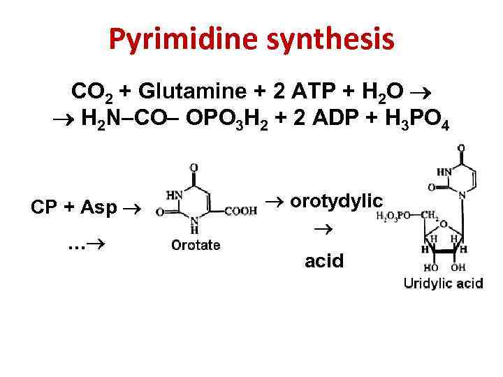 Pyrimidine synthesis CO 2 + Glutamine + 2 ATP + H 2 O H