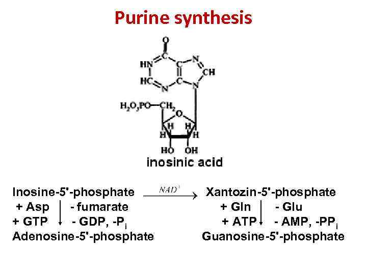 Purine synthesis Inosine-5'-phosphate + Asp - fumarate + GTP - GDP, -Pi Adenosine-5'-phosphate Xantozin-5'-phosphate