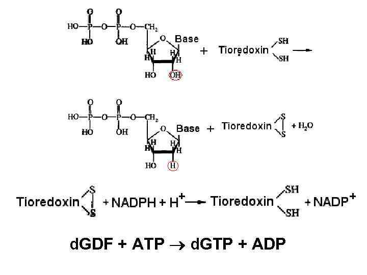 d. GDF + ATP d. GTP + ADP 