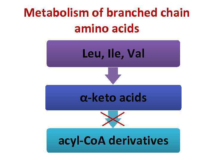 Metabolism of branched chain amino acids Leu, Ile, Val α-keto acids acyl-Co. A derivatives