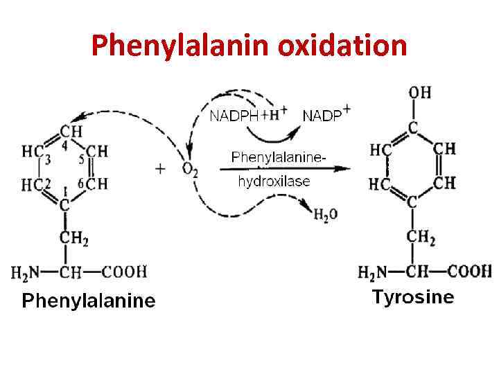 Phenylalanin oxidation 