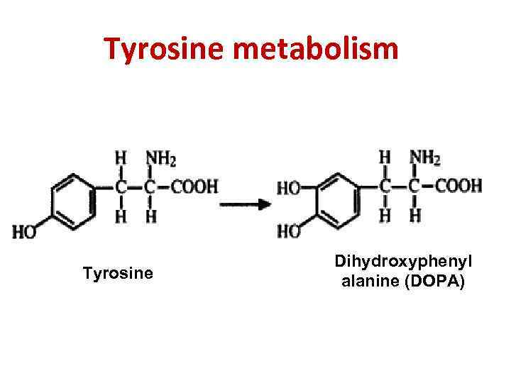 Tyrosine metabolism Tyrosine Dihydroxyphenyl alanine (DOPA) 