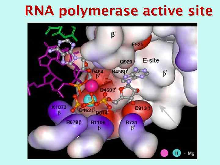 RNA polymerase active site 