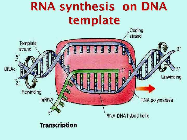 RNA synthesis on DNA template 