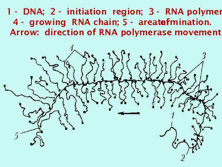 1 - DNA; 2 - initiation region; 3 - RNA polymer 4 - growing