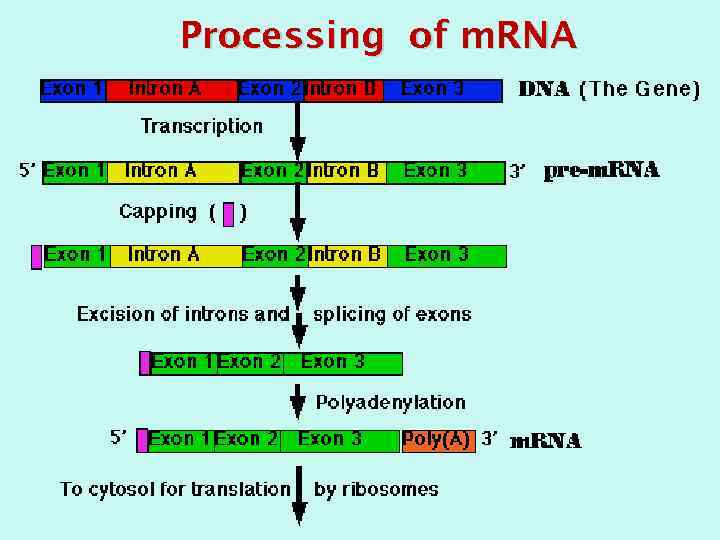 Processing of m. RNA 