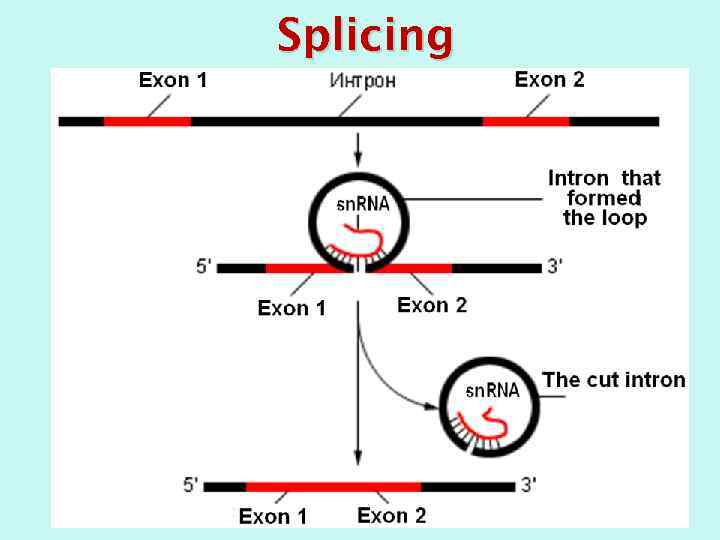 Splicing 