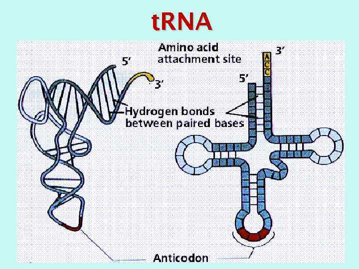 t. RNA 