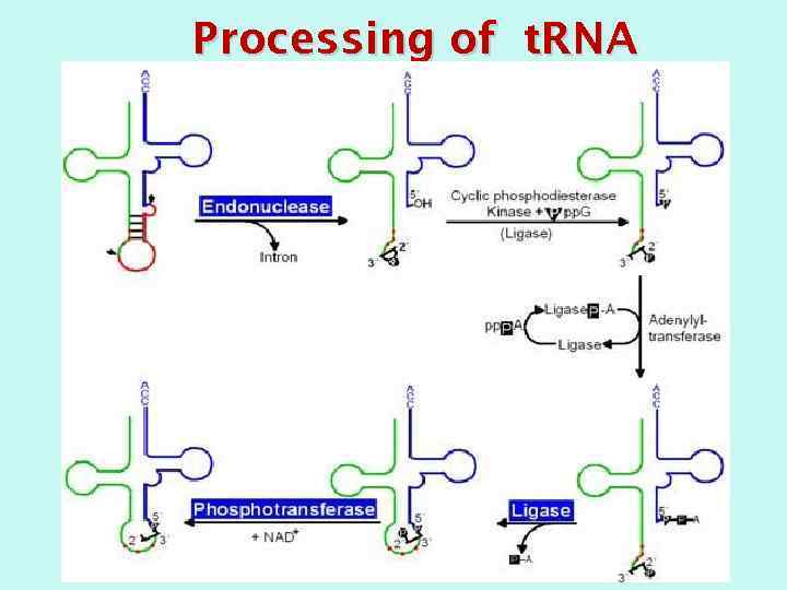 Processing of t. RNA 