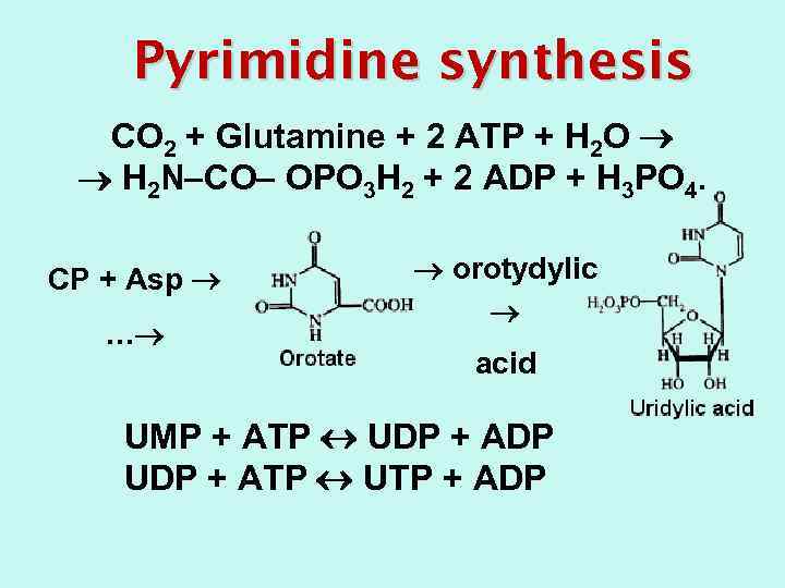 Pyrimidine synthesis CO 2 + Glutamine + 2 ATP + H 2 O H