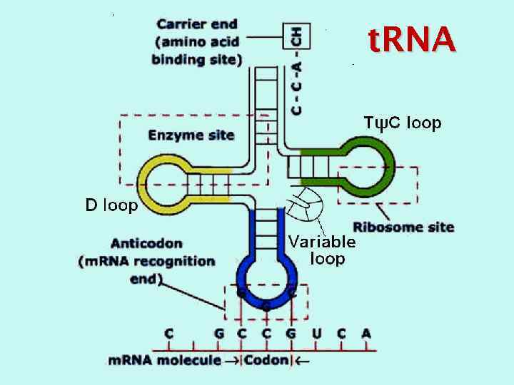 t. RNA 