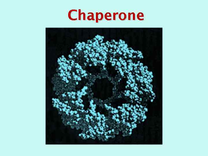 Chaperone 