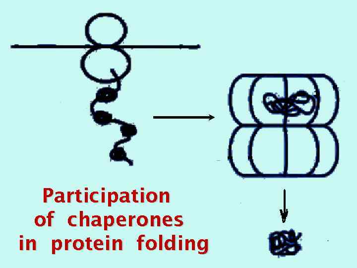 Participation of chaperones in protein folding 