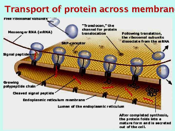 Transport of protein across membrane 