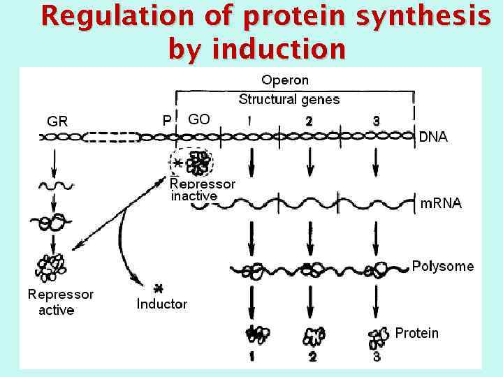 Regulation of protein synthesis by induction 