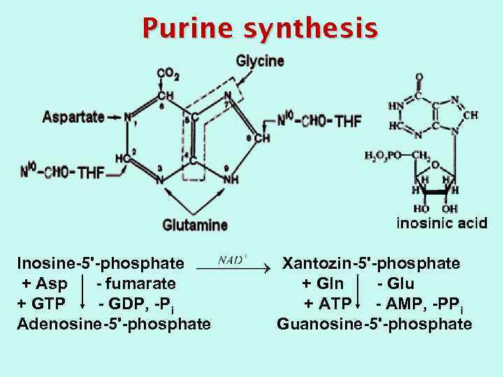 Purine synthesis Inosine-5'-phosphate + Asp - fumarate + GTP - GDP, -Pi Adenosine-5'-phosphate Xantozin-5'-phosphate