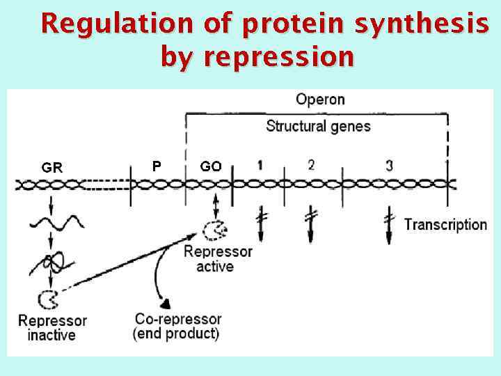 Regulation of protein synthesis by repression 