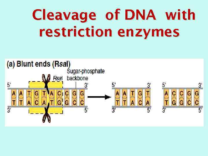 Cleavage of DNA with restriction enzymes 