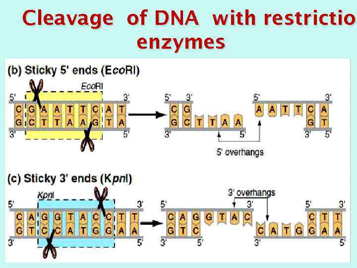 Cleavage of DNA with restriction enzymes 