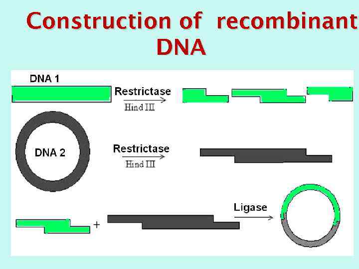 Construction of recombinant DNA 