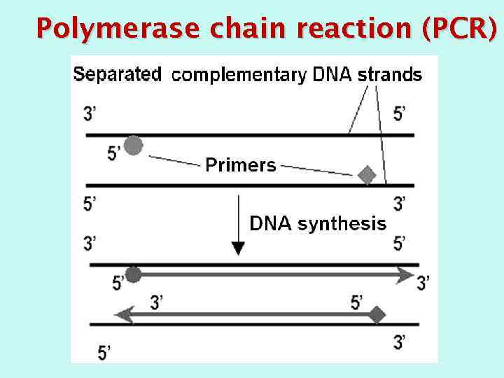 Polymerase chain reaction (PCR) 