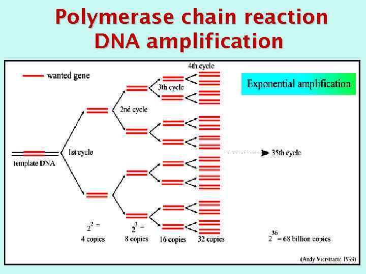 Polymerase chain reaction DNA amplification 