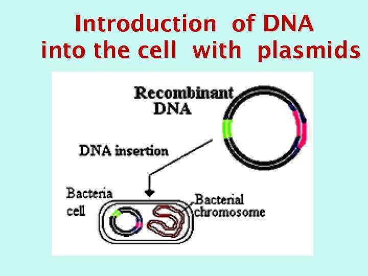 Introduction of DNA into the cell with plasmids 