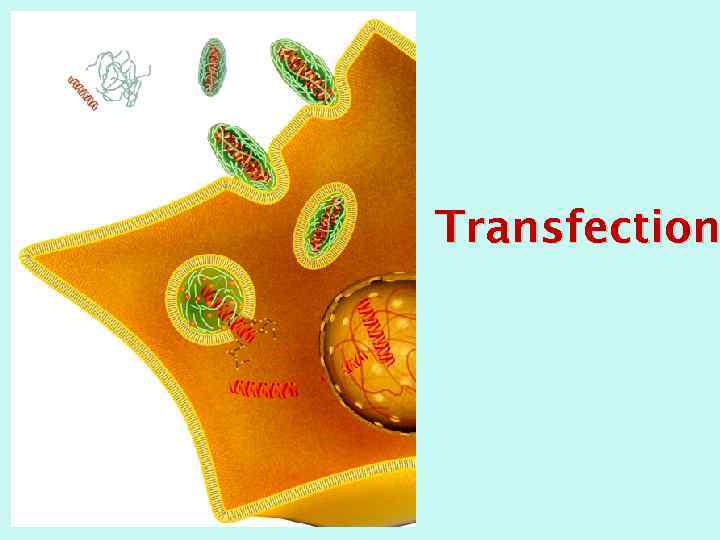 Transfection 