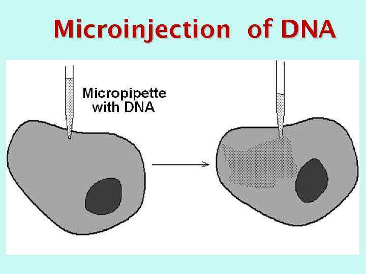 Microinjection of DNA 