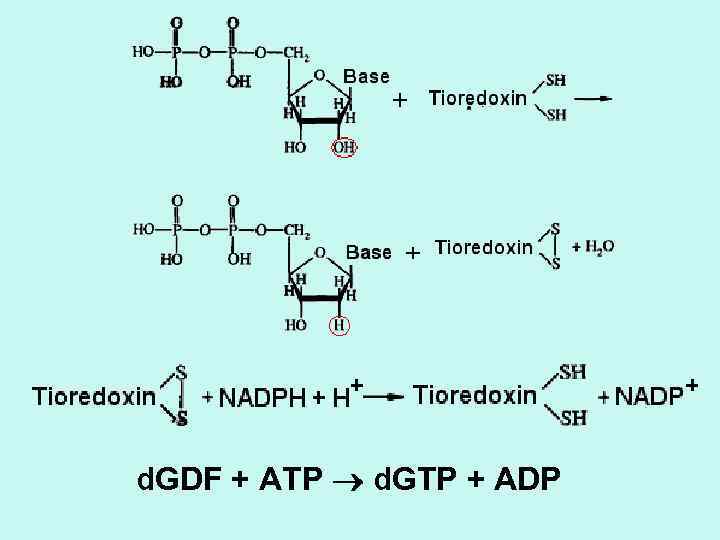 d. GDF + ATP d. GTP + ADP 