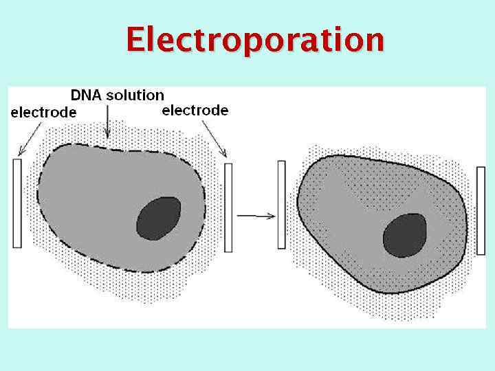 Electroporation 