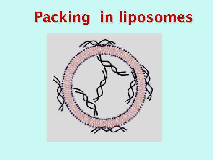 Packing in liposomes 